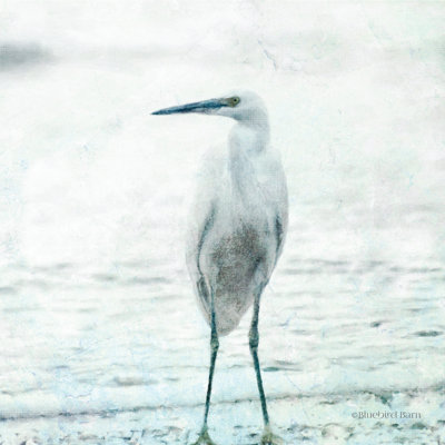 Héron de plage - impression
