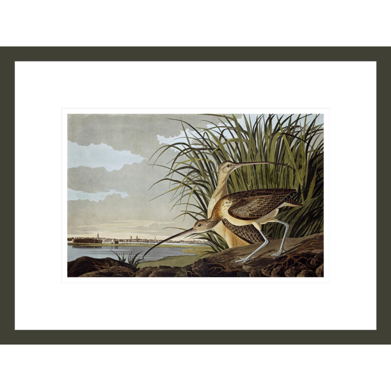 Mâle et femelle courlis à long bec par John James Audubon, impression giclée encadrée, H 12,75 po x l 16,75 po