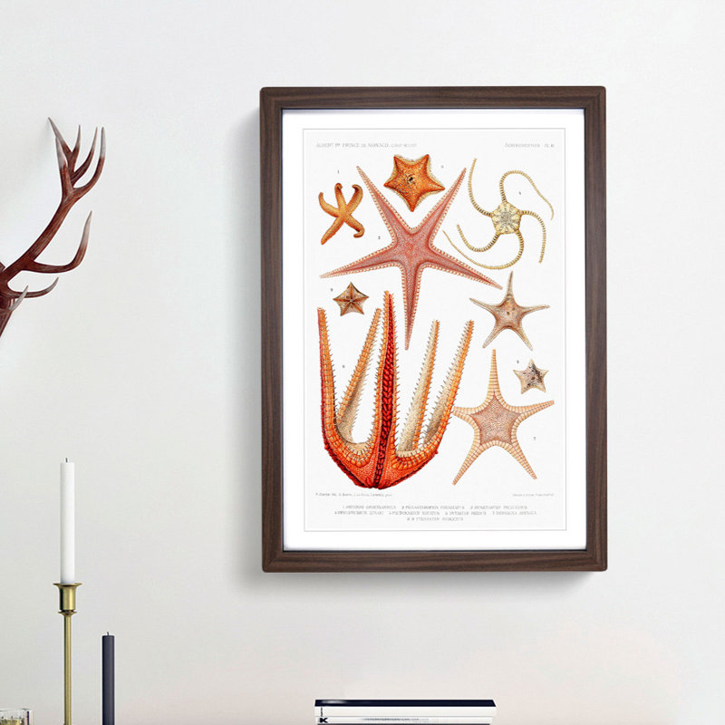 Starfish Illustrations by Albert I - Framed Print, Walnut Framed, 36cm H x 27cm W x 2cm D