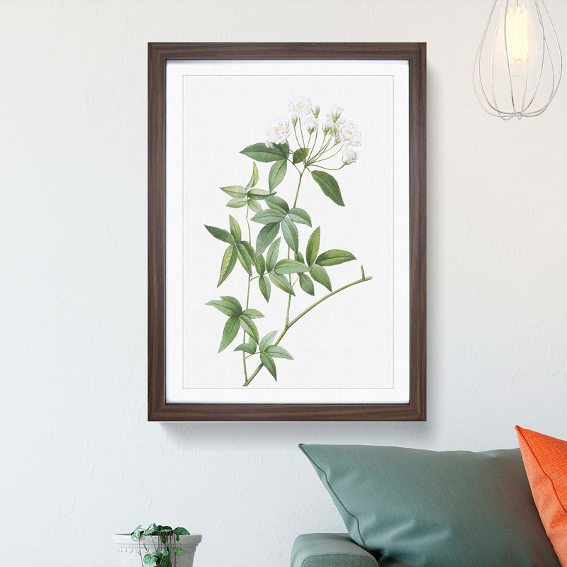 Lady Bank's Rose in White by Pierre-Joseph Redoute - Framed Print, 48cm H x 36cm W x 2cm D, Walnut Framed