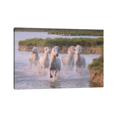 White Angels of Camargue XXIII 1 Piece Wrapped Canvas Wall Art