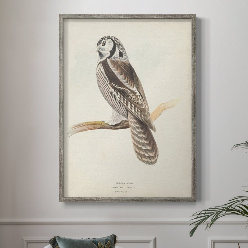 Canada Owl Framed Print - Solid Wood, 21" H x 17" W