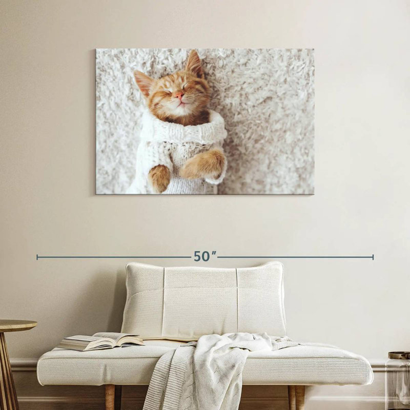 Chat Brampt dans un chandail
