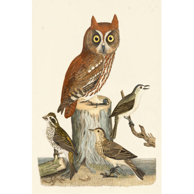 Wilson Owls II