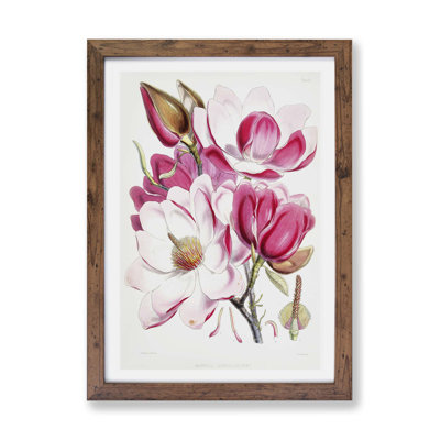 Himalayan Magnolia Flowers by W. H. Fitch - Framed Print