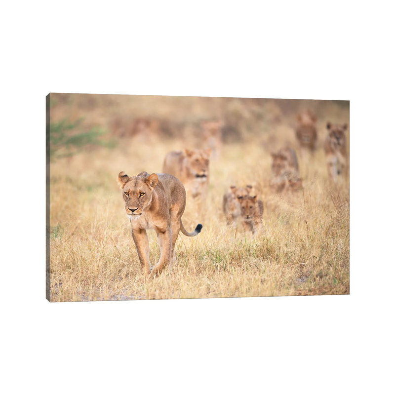 Cats By Marco Pozzi - Wrapped Canvas Photograph by Marco Pozzi - Wrapped Canvas Print