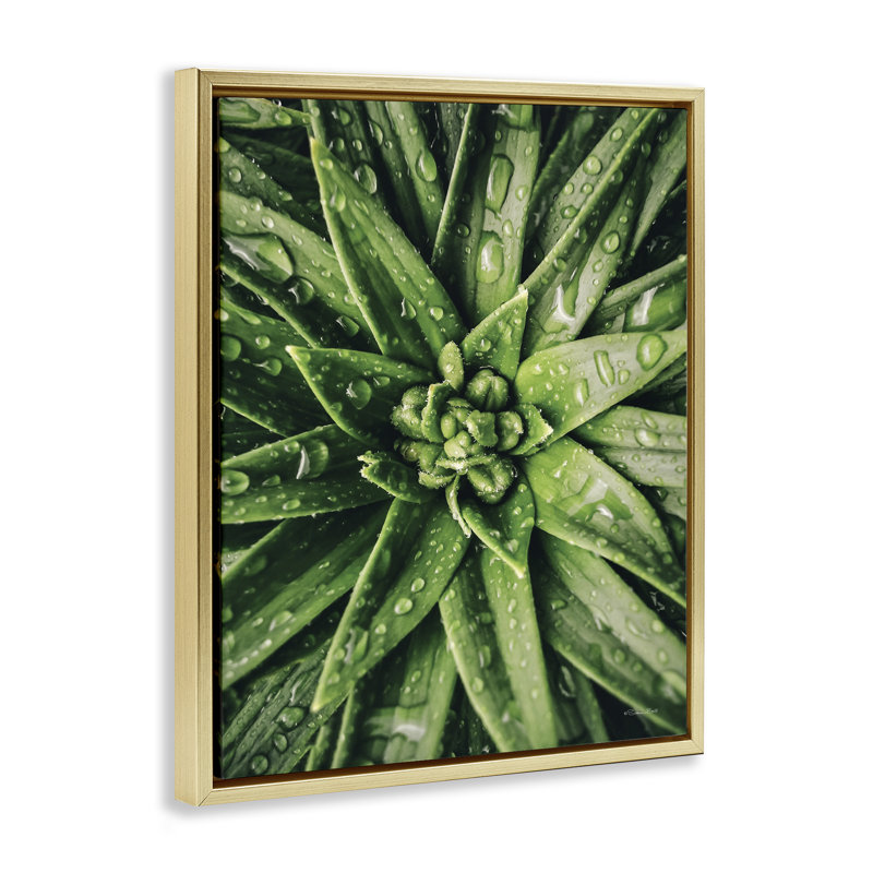 «Succulent in Rain», art mural encadré par Susan Ball, Cadre flottant métallique doré, H 31 po x l 25 po