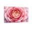 Plantes et fleurs, impression de motif floral rose-1309835699