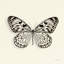 «Butterfly V in B&W», impression sur toile-20825827-72807426-72807421