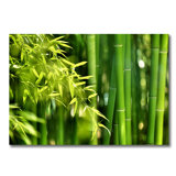 Bamboo Zen Print