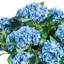 Pink Hydrangea Urn Filler-288642680