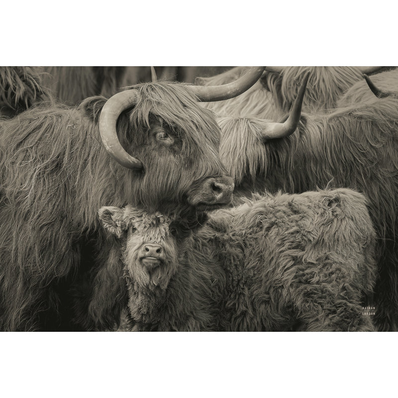 «Highland Cow Under Cover Neutral» par Nathan Larson - impression, H 12 po x l 18 po, Toile tendue