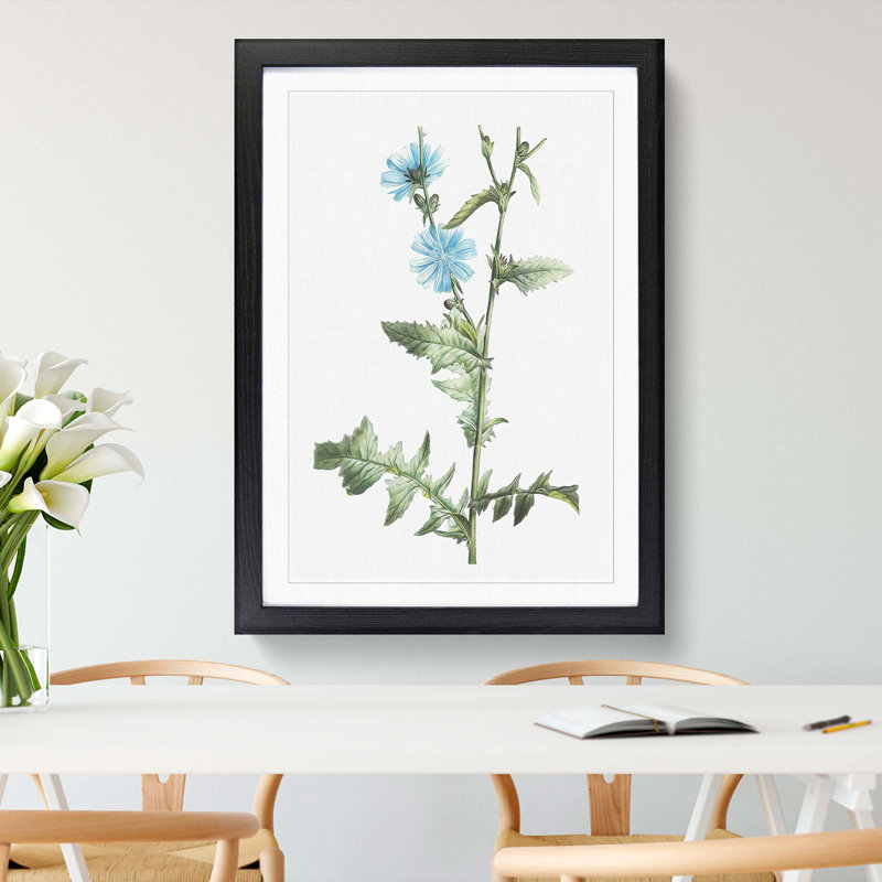 Chicory Flowers by Pierre-Joseph Redoute - Picture Frame Painting Print, 65cm H x 48cm W x 2cm D, Black Framed