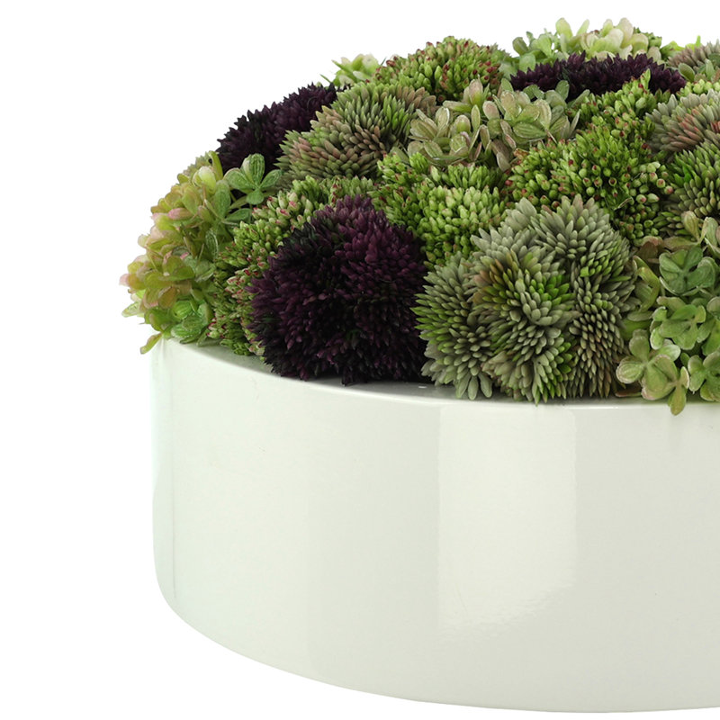 Sedum multicolore dans un pot à fleurs, H 6 po x l 12 po x P 12 po, Rond