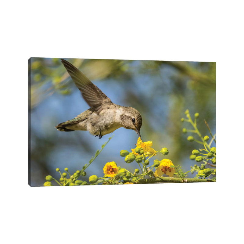 USA, Nevada, Bird Viewing Preserve. Female Costa's Hummingbird Feeding. by Jaynes Gallery - Wrapped Canvas Print