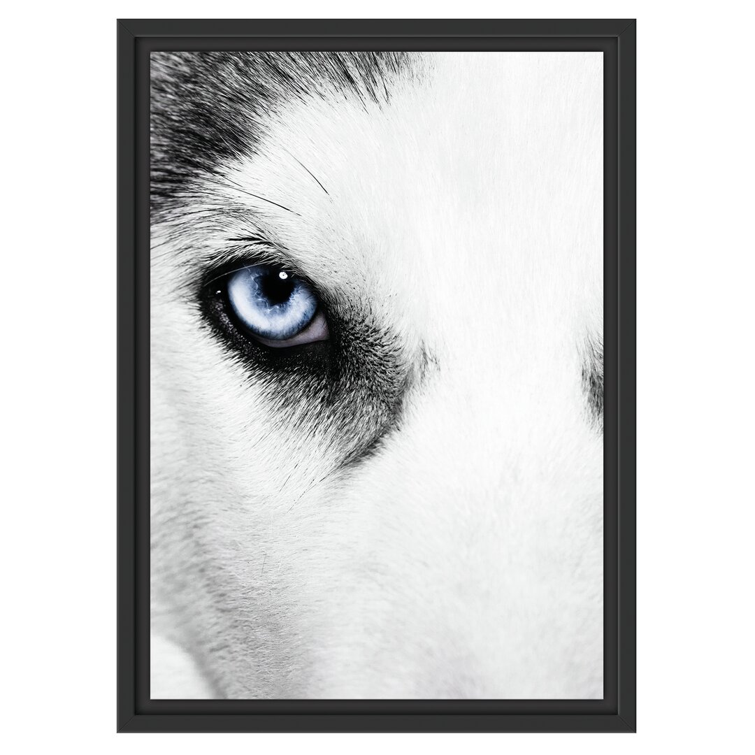 Gerahmtes Wandbild Husky mit Eisblauen Augen