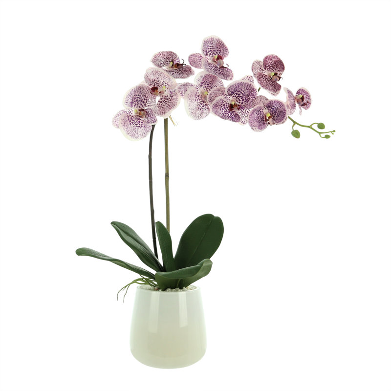 Arrangement floral orchidée phalaenopsis en pot