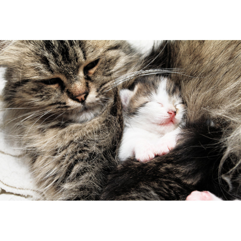 Cat And Kitten Hugs by Nneirda - Wrapped Canvas Print, 81cm H x 122cm W
