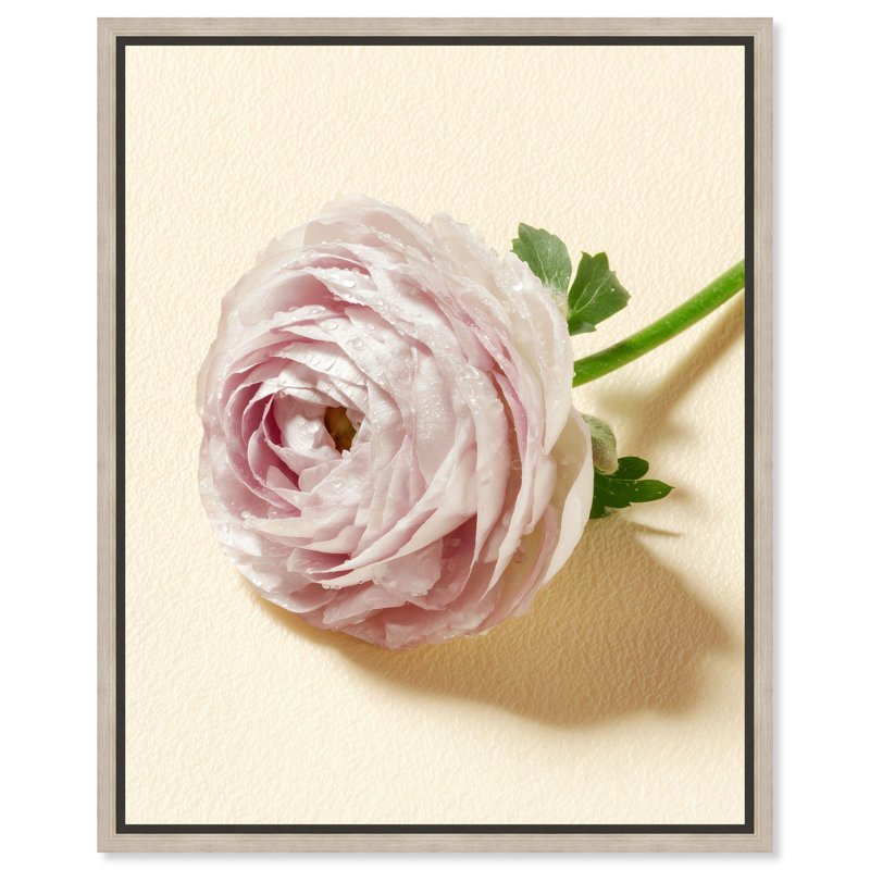 «Blush Bone», reproduction d'art sur toile encadrée par Art Remedy, cadre en chêne naturel, 24 x 30, 25"H x 31"W