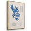 Algues bleu marine VI-91887795-91887800