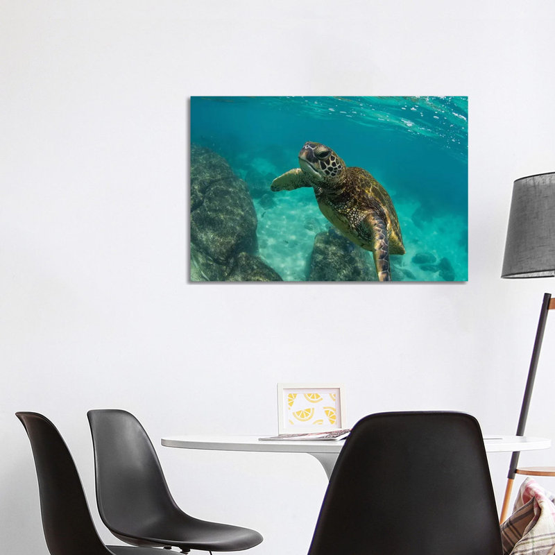 Green Sea Turtle Swimming In The Pacific Ocean, Hawaii, USA by Panoramic Images - Wrapped Canvas Print