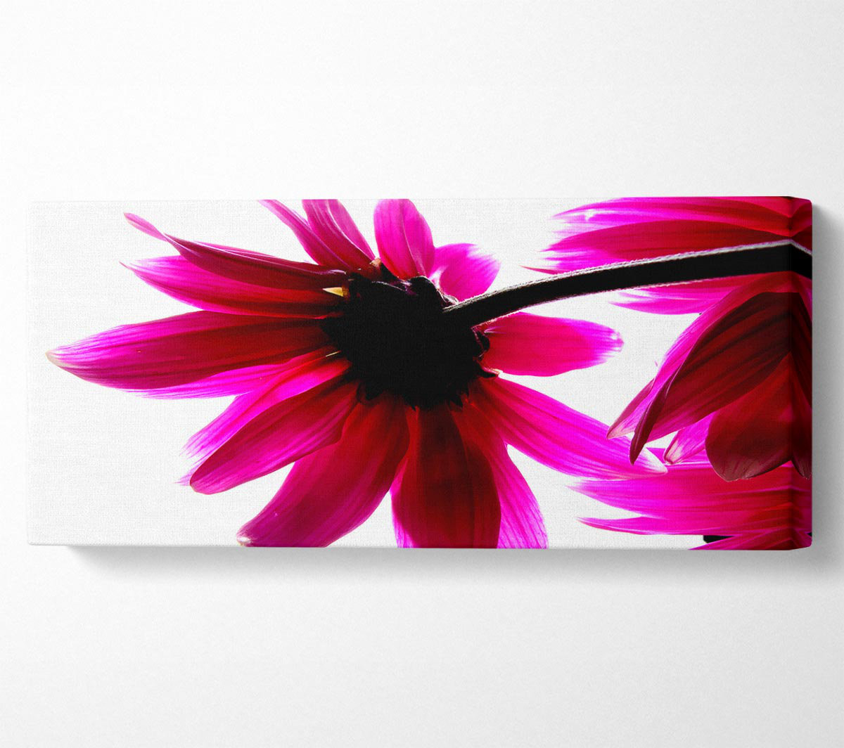 Ebern Designs Stunning Pink Petals Bathed In Light - Wrapped Canvas Art ...
