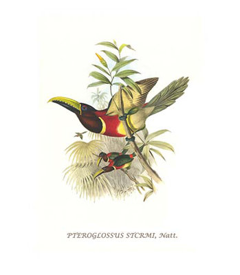 " Red Necked Or Double Collared Aracari " by John Gould