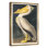 Pélican d'Amérique des oiseaux d'Amérique