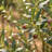 7FT Full & Lush Multi-Branch Artificial Olive Tree-1006064835