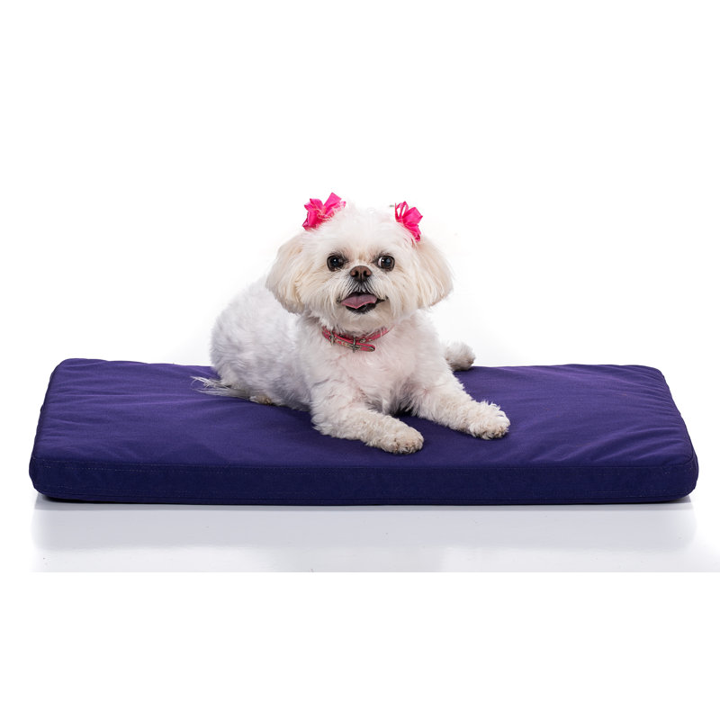 Coussin de coyote caisse Shedd, Très grand (l 48 po x P 30 po x H 2,5 po), Mauve