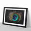 Peacock Feather - Picture Frame Graphic Art-62809624-62809627