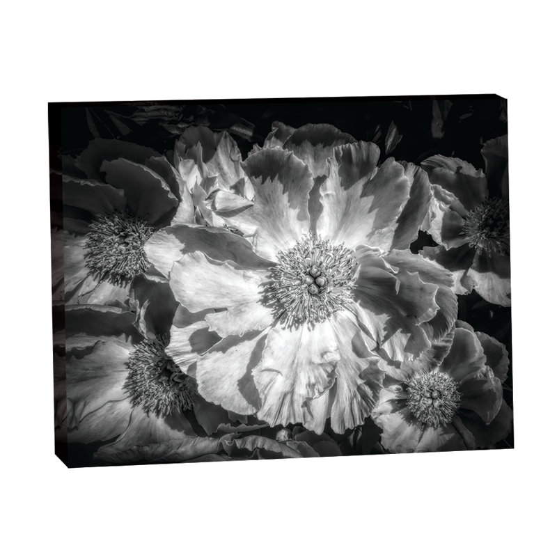 Moody American Peonies 24x36