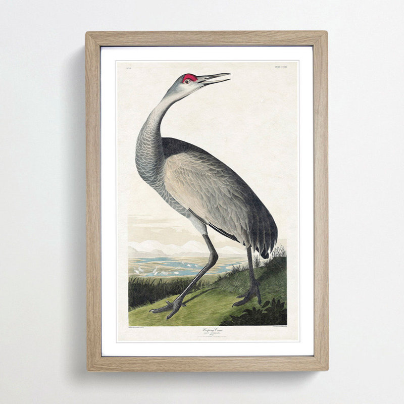 Hooping Crane by John Audubon - Picture Frame Painting Print, 65cm H x 48cm W x 2cm D, Oak Framed