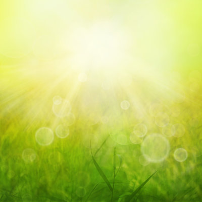 Herbe verte - photographie sur toile tendue