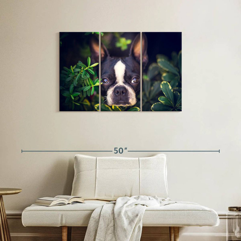 Brampt Boston Terrier Hiding, 24" H x 38" W