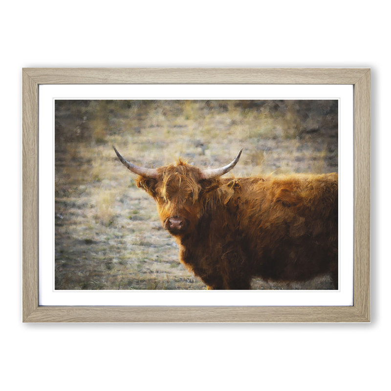 Highland Bull Cow Vol.2 - Framed Print, 27cm H x 36cm W x 2cm D, Oak Framed