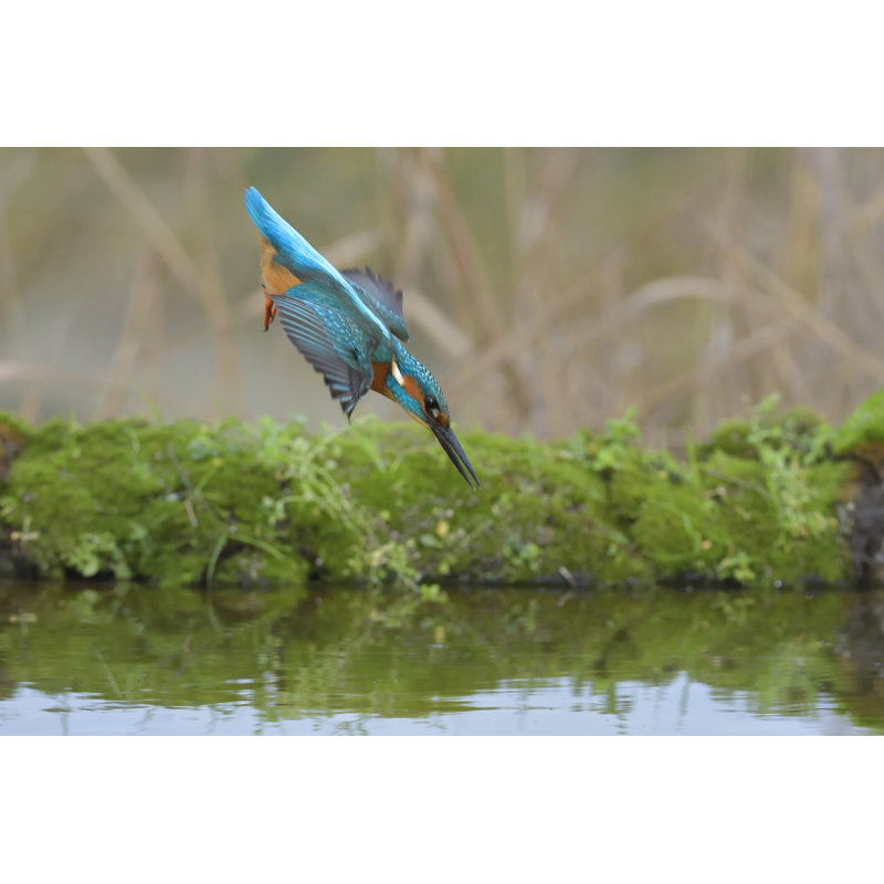 Kingfisher That Plunges by Mauribo - Wrapped Canvas Print, 81cm H x 122cm W