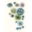 Succulent Cluster I by Grace Popp - Painting Print-623319444-548720729