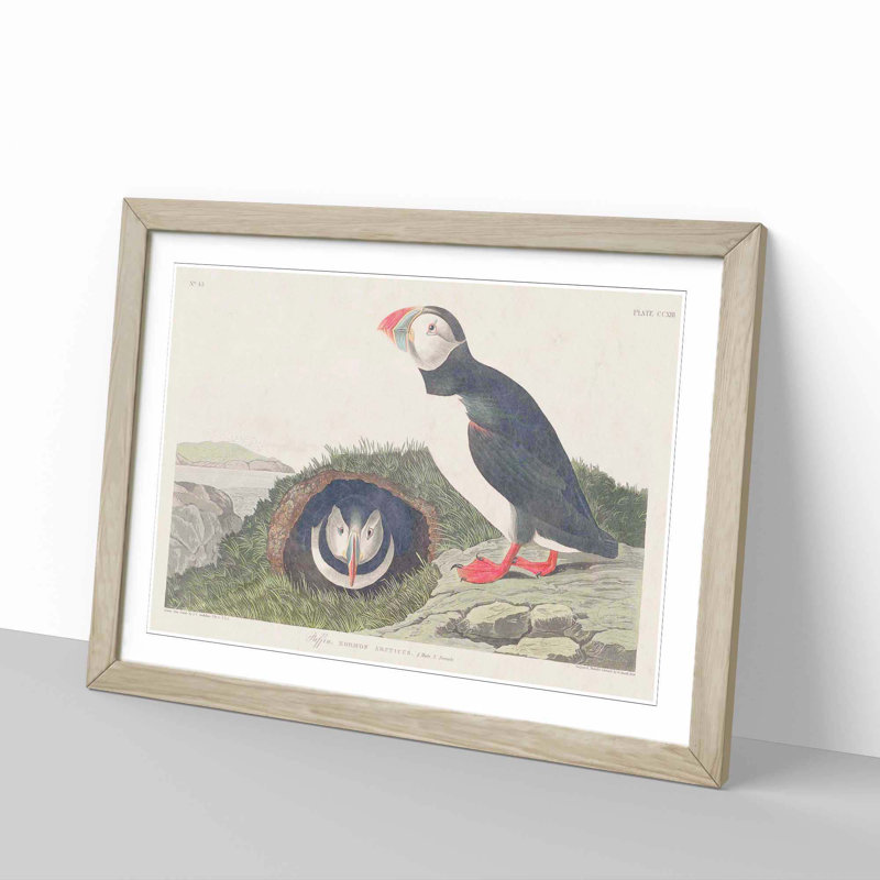 Puffin Birds by John Audubon - Picture Frame Painting Print, 27cm H x 36cm W x 2cm D, Oak Framed