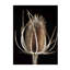 Thistle Detail II Print by Chris Dunker-26772278-26772280
