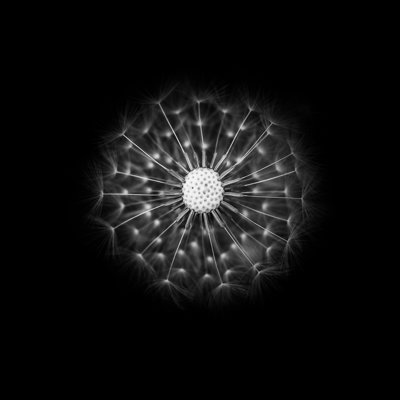 " Still Life: Dandelion 2 " by Andyparker72