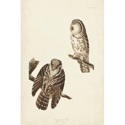 Pl 380 Tengmalm's Owl by John Audubon - 1 Piece Wrapped Canvas Wall Art