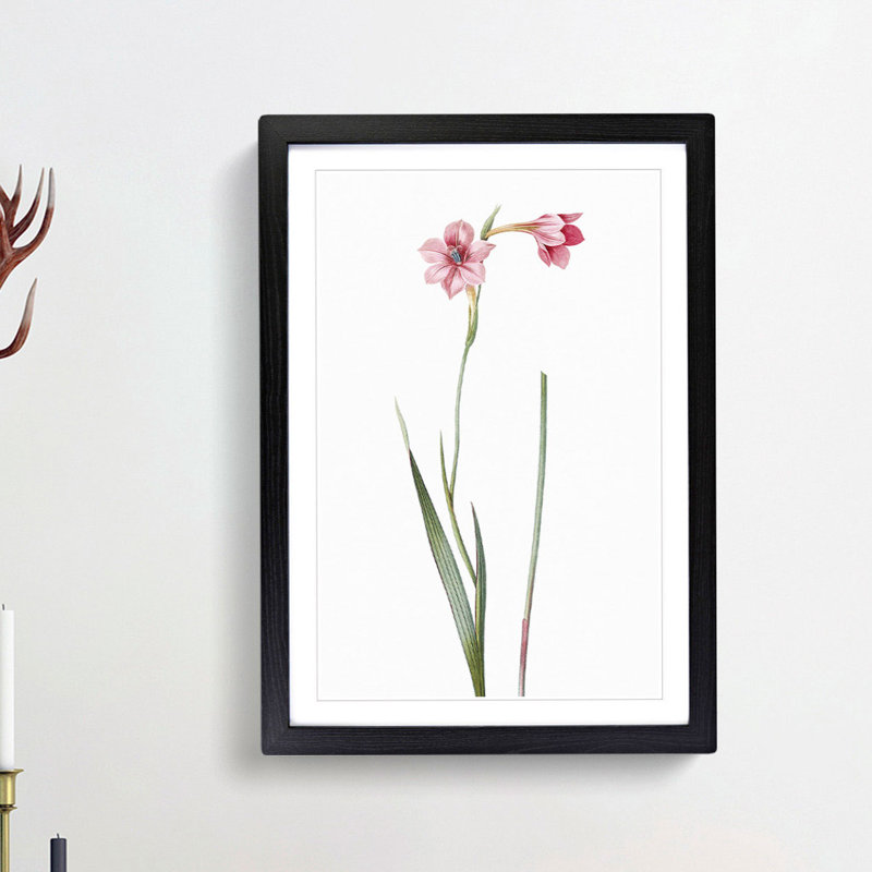 Pink Sword Lily by Pierre-Joseph Redoute - Picture Frame Painting Print, 65cm H x 48cm W x 2cm D, Black Framed