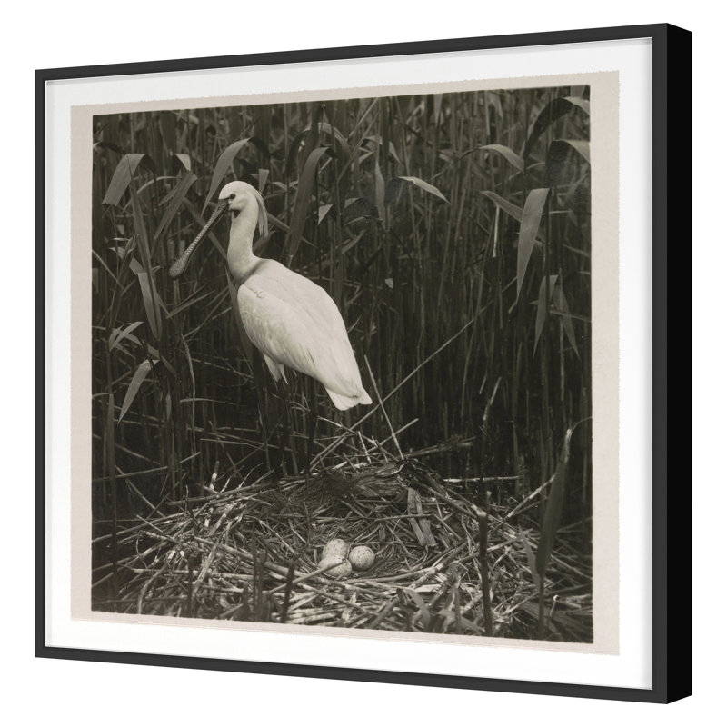Coastal Birds 2 Print by THE Studio, Black Framed, 36" H x 36" W x 1.25" D