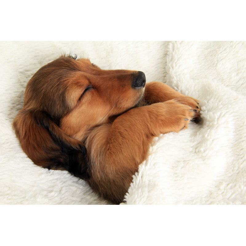 Chiot teckel endormi par Hannamariah, H 24 po x l 36 po x P 1,25 po