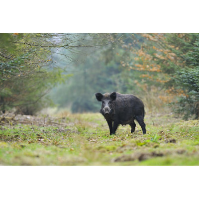 Wild Boar - Photographie sur toile tendue