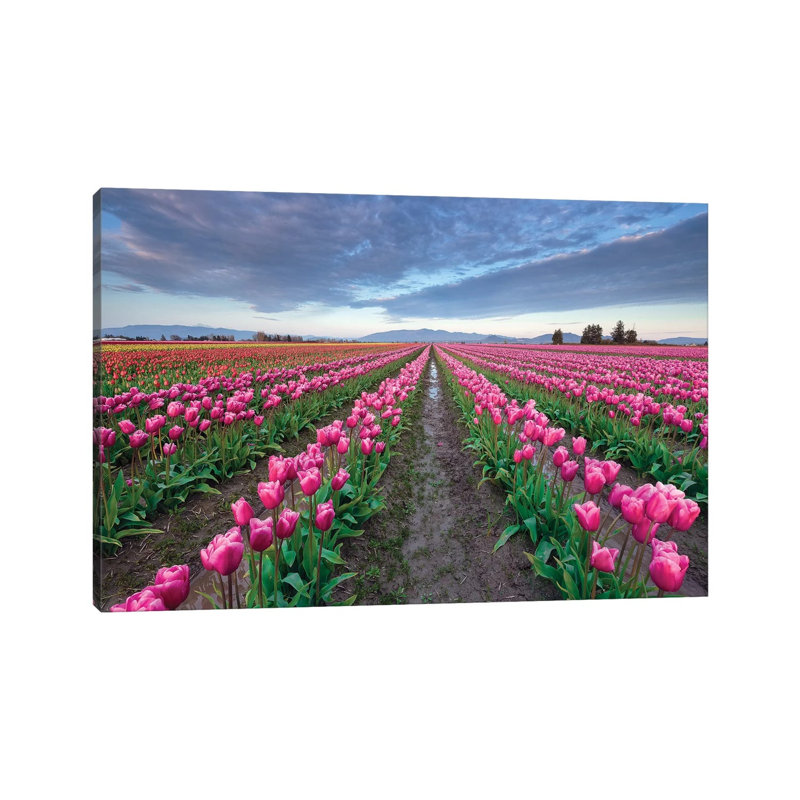 Skagit Bloom, Skagit Valley, Washington 1 Piece Wrapped Canvas Wall Art, 66.04cm H x 101.6cm W x 1.91cm D