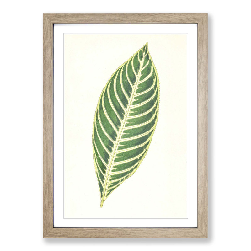 Tiger Plant Leaf by Benjamin Fawcett - Picture Frame Painting Print, 91cm H x 60cm W x 2cm D, Oak