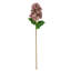 Lavender Stem-25636915