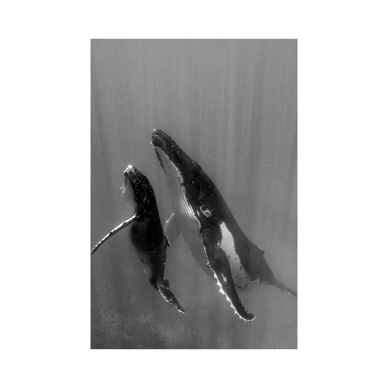 Pacific Islands, Tonga. Mother And Calf, Humpback Whales by Judith Zimmerman - Wrapped Canvas Painting